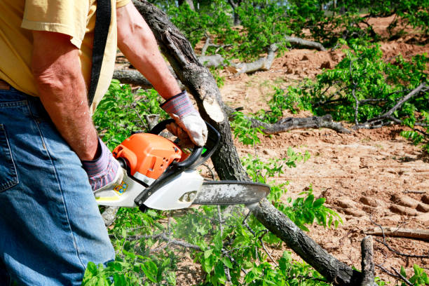 Professional  Tree Services in Loch Lomond, VA